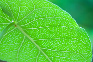 Green leaves, veins, leaves and insects