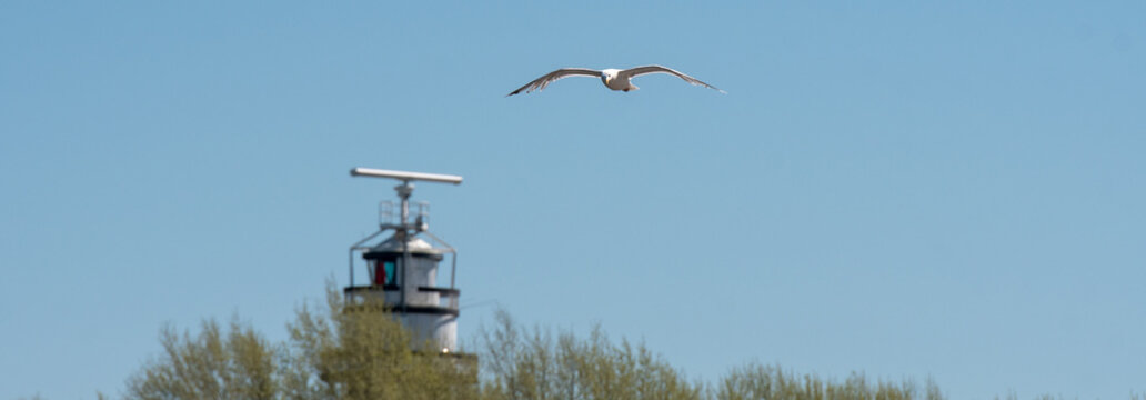 seagull on a post