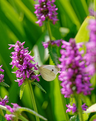yellow butterfly on vibrant pink wild flower  in the meadows