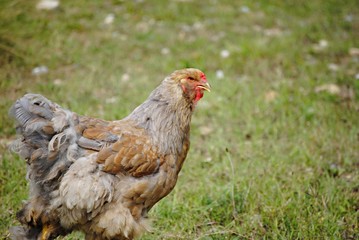 Poule