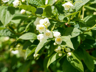 (Philadelphus coronarius) Floraison blanche du seringa ou jasmin des poètes 