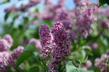 Obraz premium Lilac