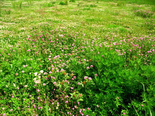 Fototapeta premium 詰め草咲く初夏の野原風景