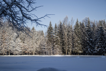 Winter landscape trees. Beautiful trees in the snow. . Frozen trees