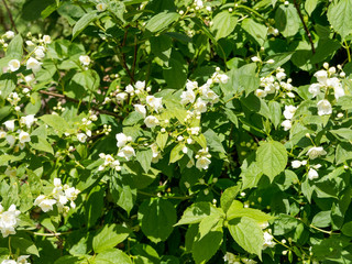 Floraison blanche du seringa ou jasmin des poètes (Philadelphus coronarius)