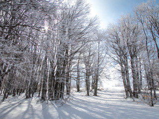 Snowy forest. Winter snowy landscape. Sun light through the snowy forest.