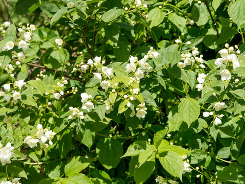 Floraison blanche du seringa ou jasmin des po&egrave;tes (Philadelphus coronarius)