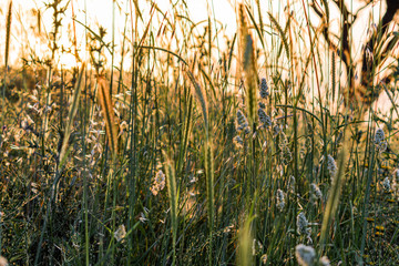 Fototapeta premium This is a capture for a colorful landscape with grass and trees in spring 2019 and you can see the beautiful texture of green and yellow 