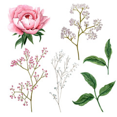 Fototapeta premium Watercolor set of peony flower, branch and leaves