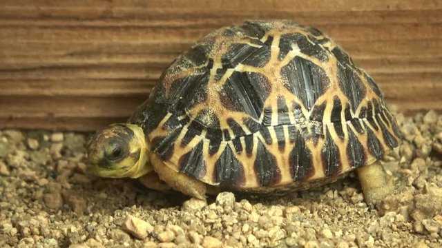 インドホシガメ、ホシガメ / Indian star tortoise, Geochelone elegans, 4K