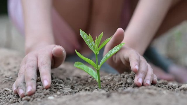 environment Earth Day In the hands of trees growing seedlings. Bokeh green Background Female hand holding tree on nature field grass Forest conservation concept