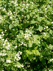 Floraison blanche du seringa ou jasmin des poètes (Philadelphus coronarius)