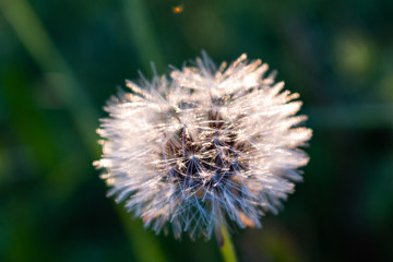 This is closeup capture of a white dandelion with a dark green background 