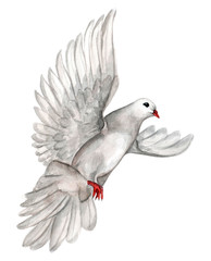 Watercolor illustration of white pigeon