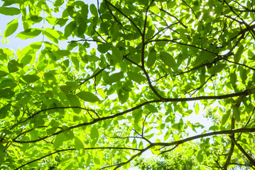 Fototapeta na wymiar Green walnut leaves. Natural background.