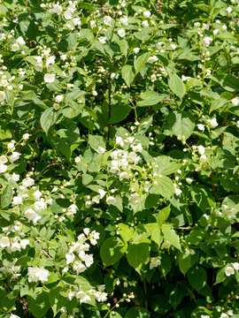 Floraison blanche du seringa ou jasmin des po&egrave;tes (Philadelphus coronarius)