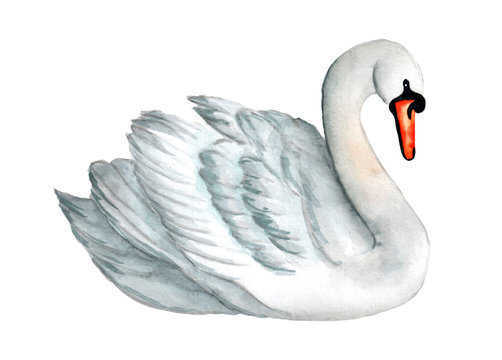 Watercolor white swan illustration, romantic and beautiful bird