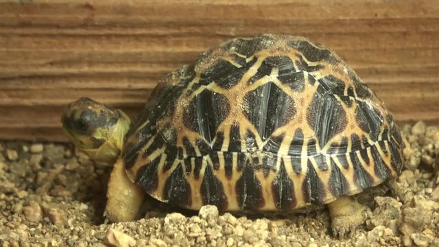 インドホシガメ、ホシガメ / Indian star tortoise, 4K