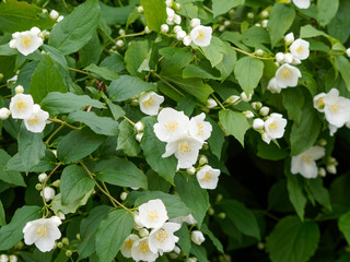 Floraison blanche du seringa ou jasmin des poètes (Philadelphus coronarius)