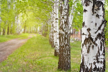 Obraz premium birch trunk in a birch alley.
