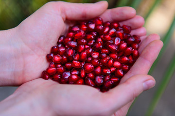 Pomegranate seeds in woman's palms close up. Female hands holding garnet grain top view.