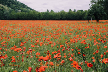 Beautiful summer field with red poppy flowers in full bloom. Idyllic rustic landscape with blooming wildflowers