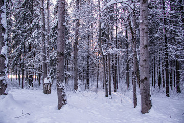 Winter landscape trees. Beautiful trees in the snow. . Frozen trees
