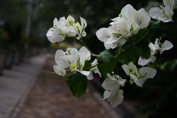 Flower photography , beautiful white flower, romantic flower