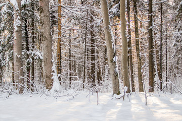 Winter landscape trees. Beautiful trees in the snow. . Frozen trees