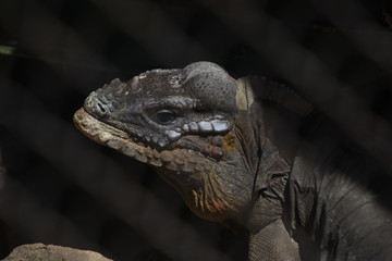 Reptil