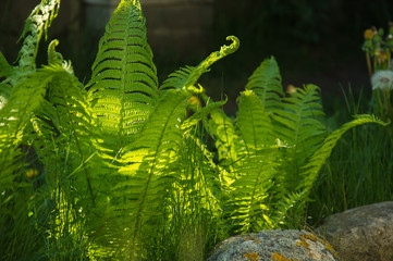 Green fern on a sunny day 
