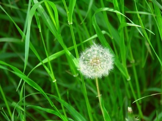 Fototapeta premium 草むらの中の蒲公英の綿毛
