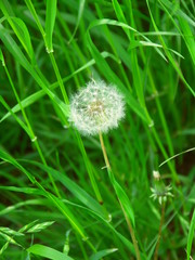 草むらの中の蒲公英の綿毛