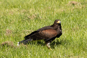 Harris hawk. Raptor.
