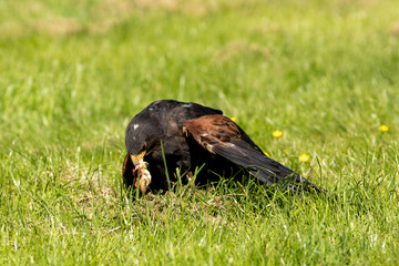 Harris hawk feeding
