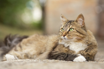 Naklejka na ściany i meble portrait of a beautiful cat lying in the yard at the doorstep, a domestic pet walking outdoors