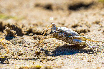 Kleiner Krebs am Strand von SPO