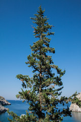 cypress on the Mediterranean Sea, view.