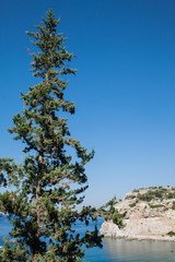 cypress on the Mediterranean Sea, view.