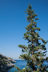 cypress on the Mediterranean Sea, view.