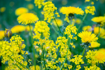 Obraz premium Dandelion officinalis, on a sunny day. In Christianity, he is a symbol of the passions of the Lord. He is a symbol of the sun, rebirth, understanding and love. Feng shui dandelions are beneficial plan