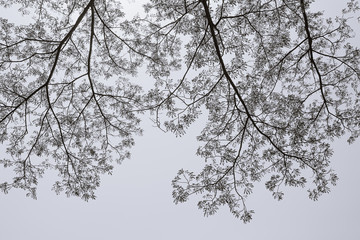 Big tree and branches of tree