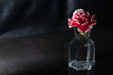 Low key carnation flower. Red white and pink single flower head in full bloom. Moody and contemporary. Horizontal side view