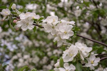 Apple tree in bloom. White flowers of apple in spring. Symbol of love, joy, flowering, hope. First, the buds are pink, then the flowers are white. The picture was taken in the spring, on a clear, sunn