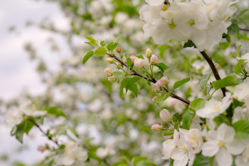 Apple tree in bloom. White flowers of apple in spring. Symbol of love, joy, flowering, hope. First, the buds are pink, then the flowers are white. The picture was taken in the spring, on a clear, sunn