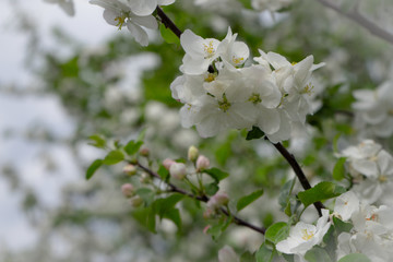 Apple tree in bloom. White flowers of apple in spring. Symbol of love, joy, flowering, hope. First, the buds are pink, then the flowers are white. The picture was taken in the spring, on a clear, sunn