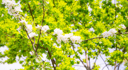 Apple tree in bloom. White flowers of apple in spring. Symbol of love, joy, flowering, hope. First, the buds are pink, then the flowers are white. The picture was taken in the spring, on a clear, sunn