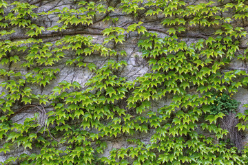 Green leaves of wild grapes weaving on a stone wall