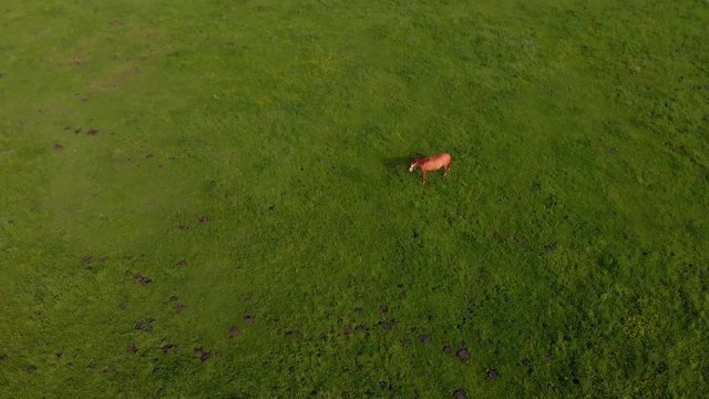 lonely horse on the pasture aerial nature background wallpapper