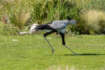 Secretary bird 
